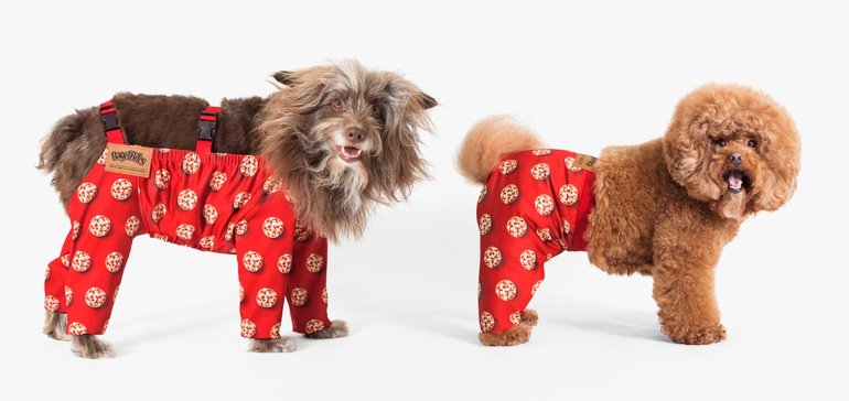 Dogs in pants