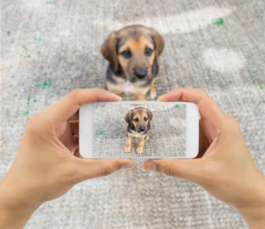 man taking a picture of a stray dog