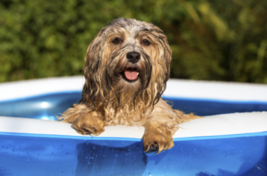 Happy wet havanese dog relies on the edge of an inflatable outdoor pool in a hot summer afternoon